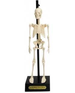 Детска играчка Rex London - Анатомичен модел на скелет