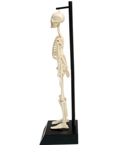 Детска играчка Rex London - Анатомичен модел на скелет - 2