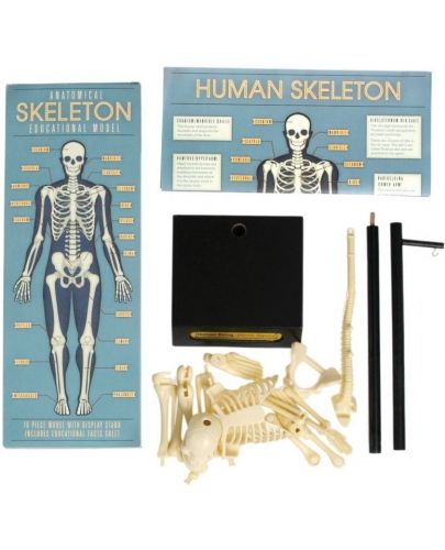 Детска играчка Rex London - Анатомичен модел на скелет - 3