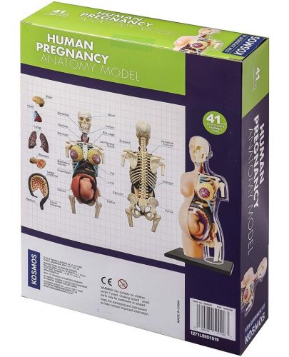 Детски комплект Thames & Kosmos - Анатомия на човешка бременност - 2