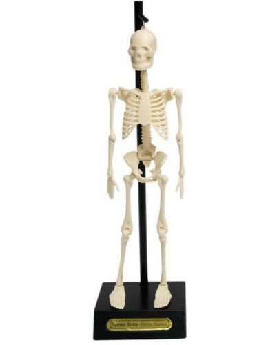 Детска играчка Rex London - Анатомичен модел на скелет - 1
