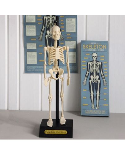 Детска играчка Rex London - Анатомичен модел на скелет - 4