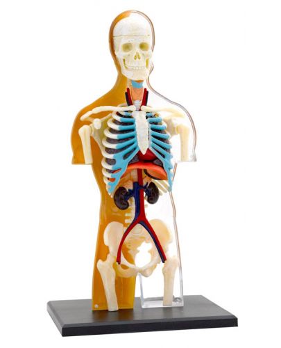 Детски комплект Kosmos - Анатомия на човешкото тяло - 2