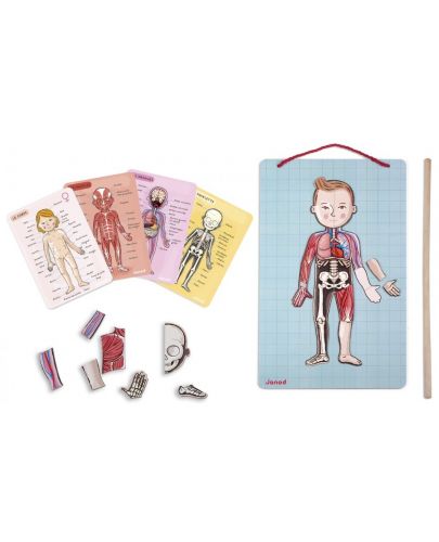 Детска магнитна игра Janod - Анатомия на човешкото тяло - 3