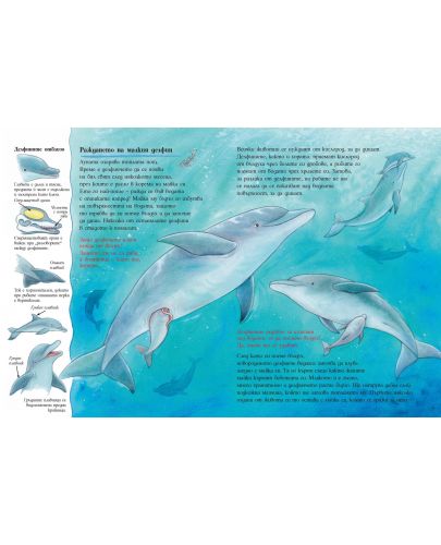 Как порастват малките делфини - 3