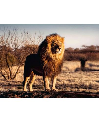 Пъзел Ravensburger от 1500 части - Лъвът - царят на животните - 2