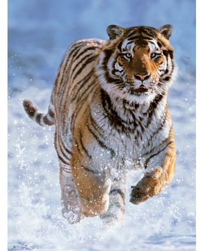 Пъзел Ravensburger от 500 части - Тигър в снега - 2