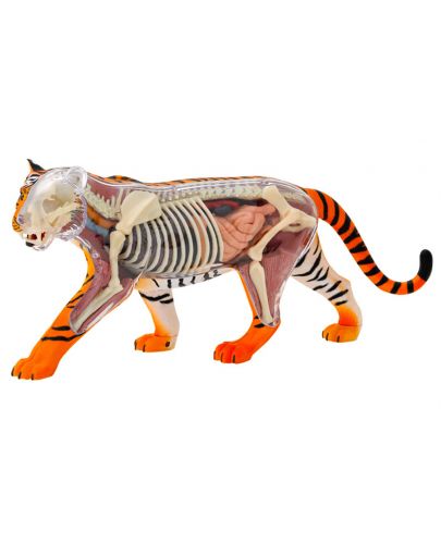 Детски комплект Kosmos -  Анатомия на тигър - 4