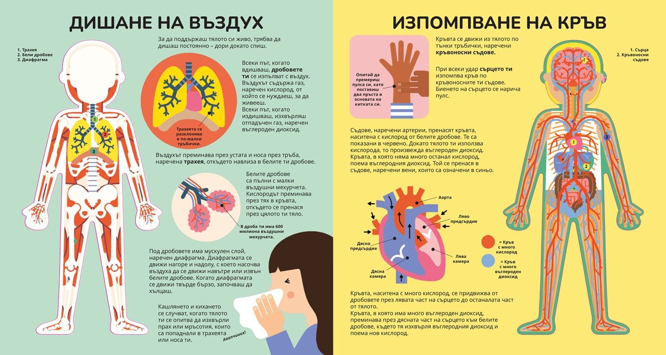 Книга за тялото на ТОП Цена ️ BKCH0007893N | Baby.bg ️