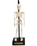Детска играчка Rex London - Анатомичен модел на скелет - 1t