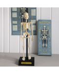 Детска играчка Rex London - Анатомичен модел на скелет - 4t