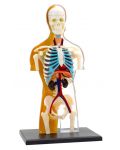 Детски комплект Kosmos - Анатомия на човешкото тяло - 2t