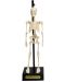 Детска играчка Rex London - Анатомичен модел на скелет - 1t