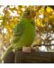 Плюшена играчка Rappa Еко приятели - Вълнист папагал, със звук, зелен, 11cm - 3t